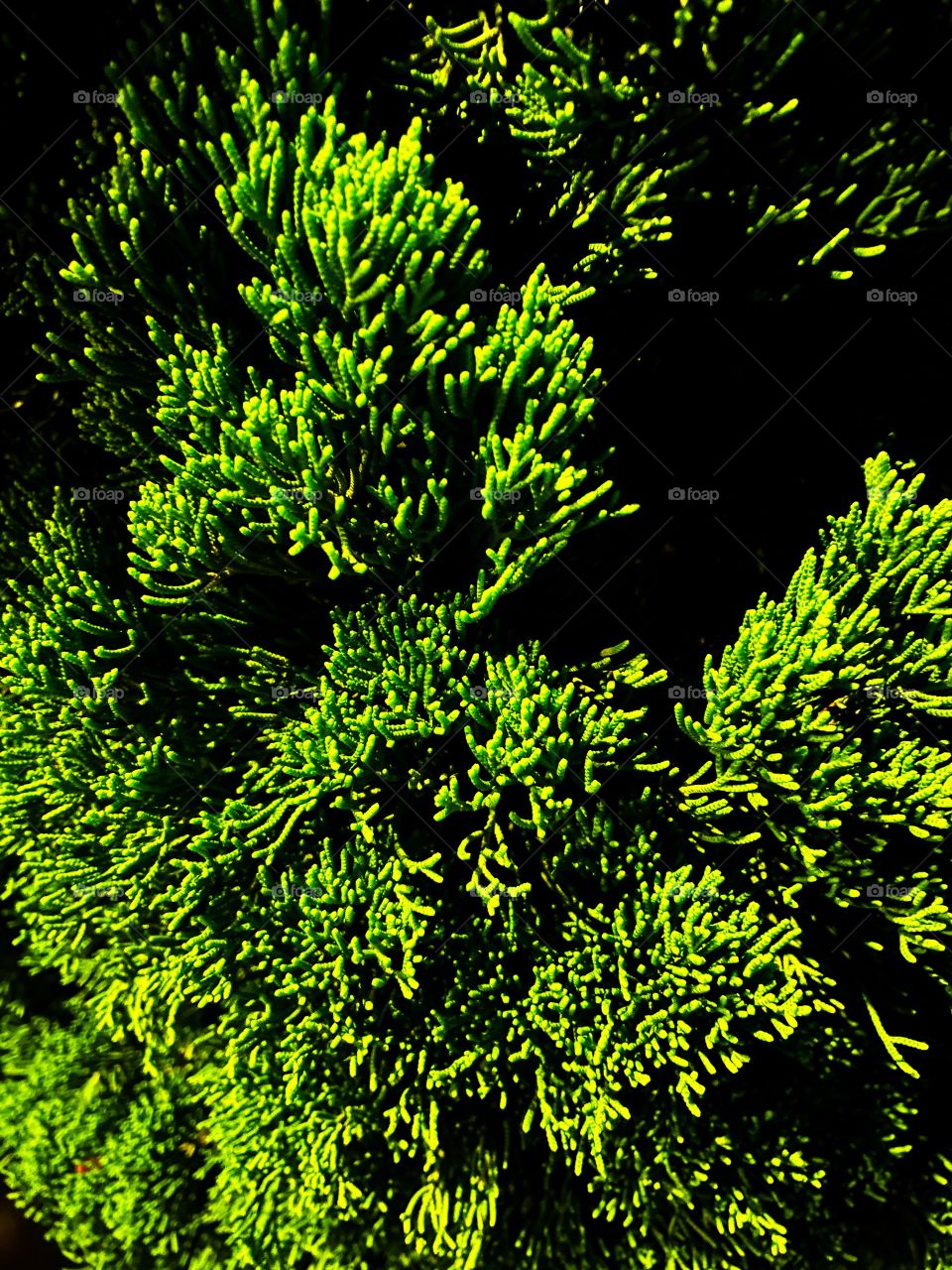 An abstract green and black pattern. The photo was taken as a closeup of a pine tree. 