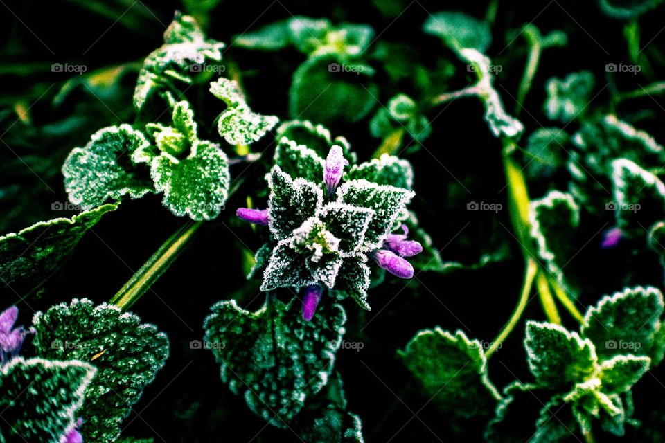 frost covered plant falling over in the sunlight