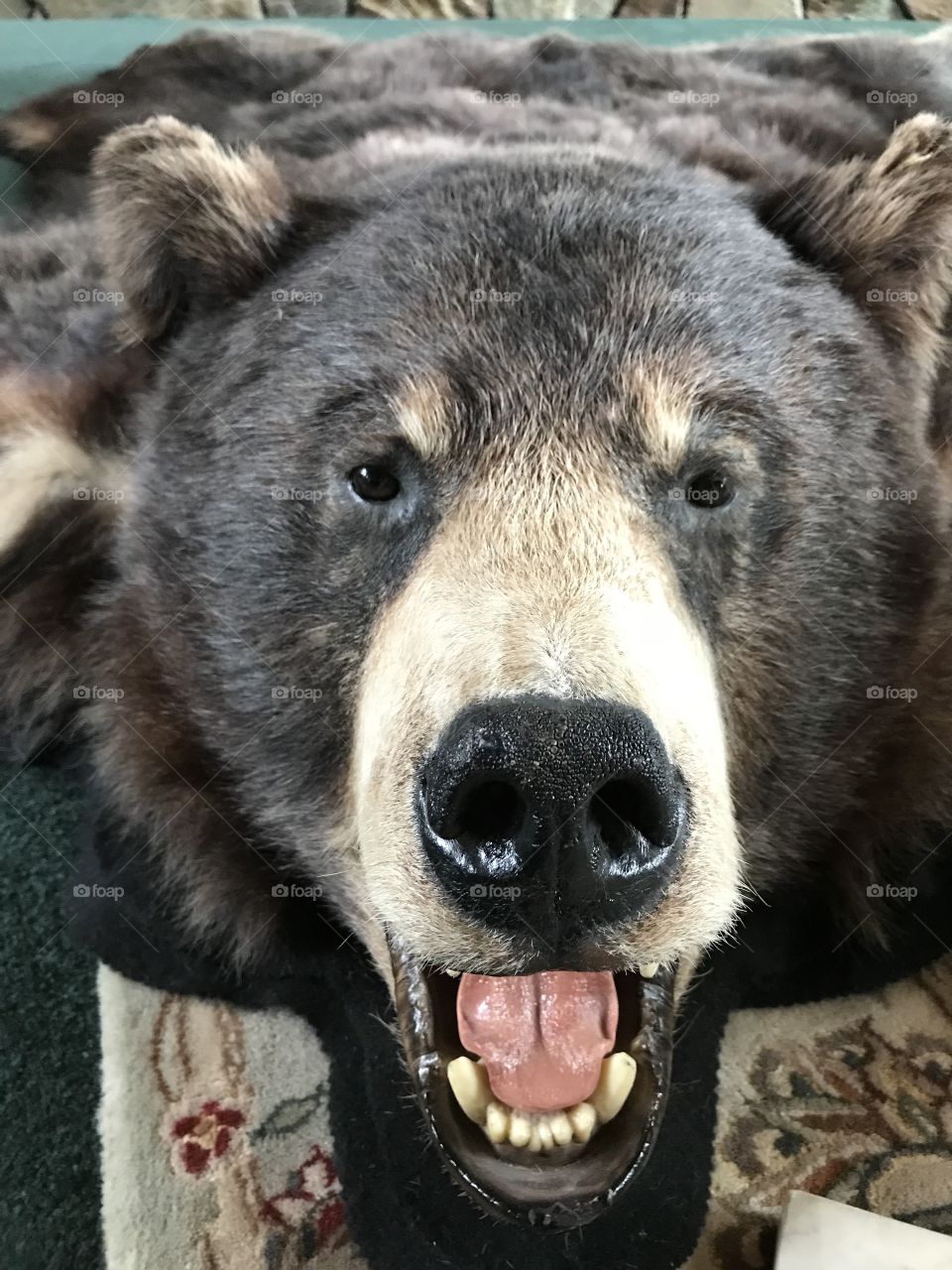 Bear in Montana outback 