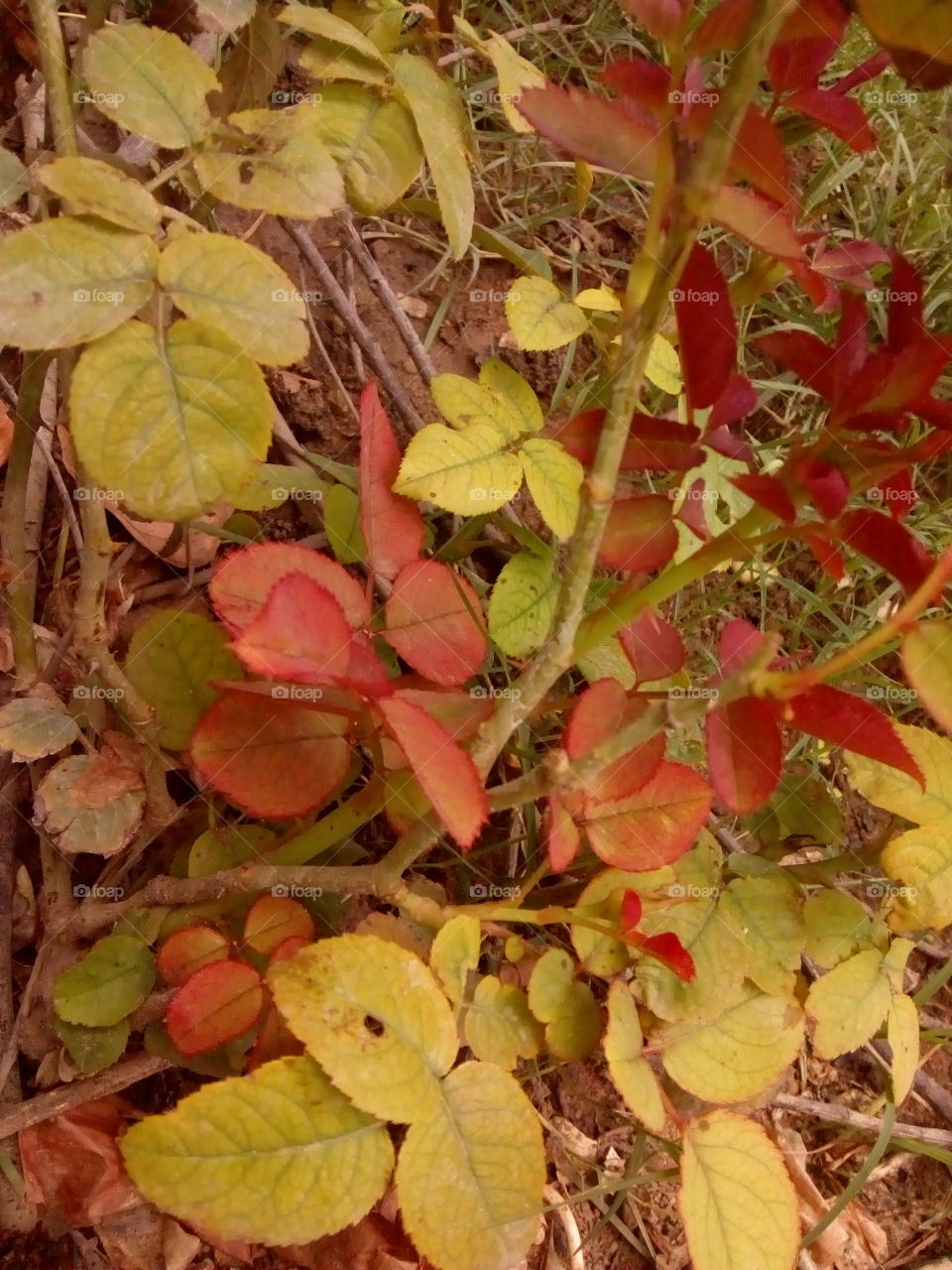 plant rose leaf