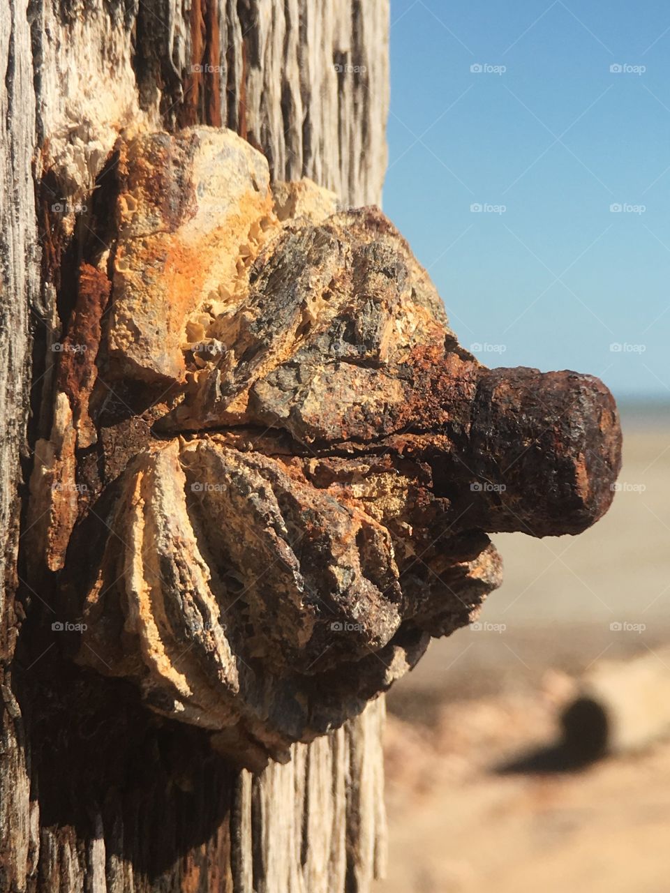 Rusty bolt on ocean piling, resembles a breast! Just saying...