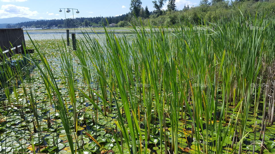 Green grow the rushes grow