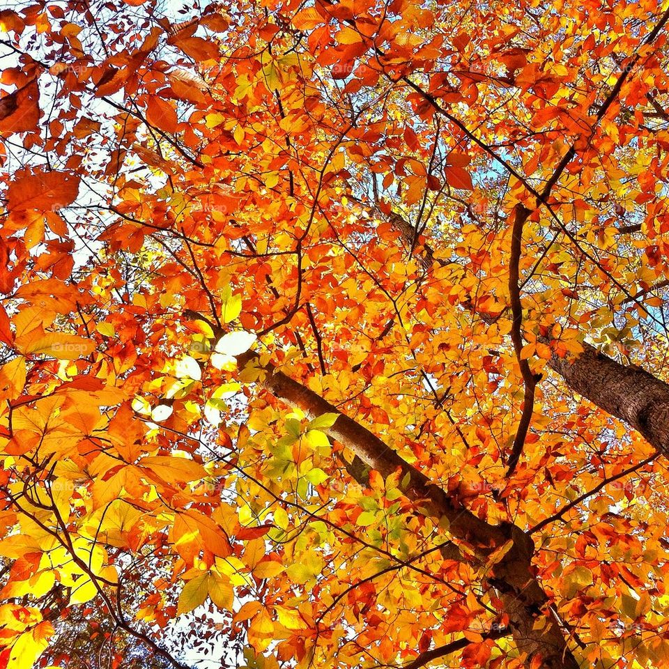 Paugussett State Forest (Newtown, CT)