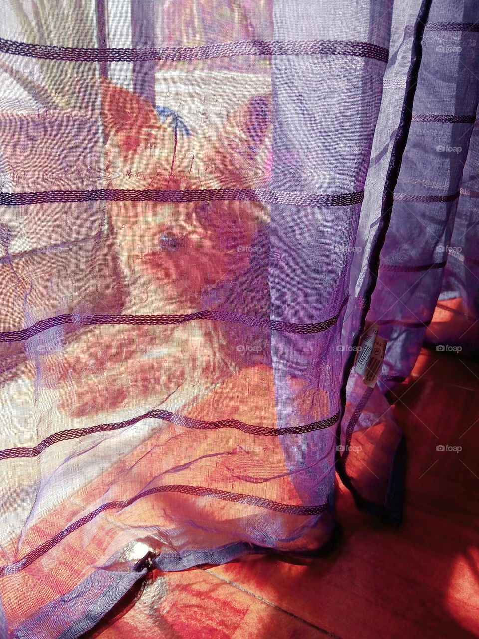 Hiding behind the curtain, watching the world with curiosity.