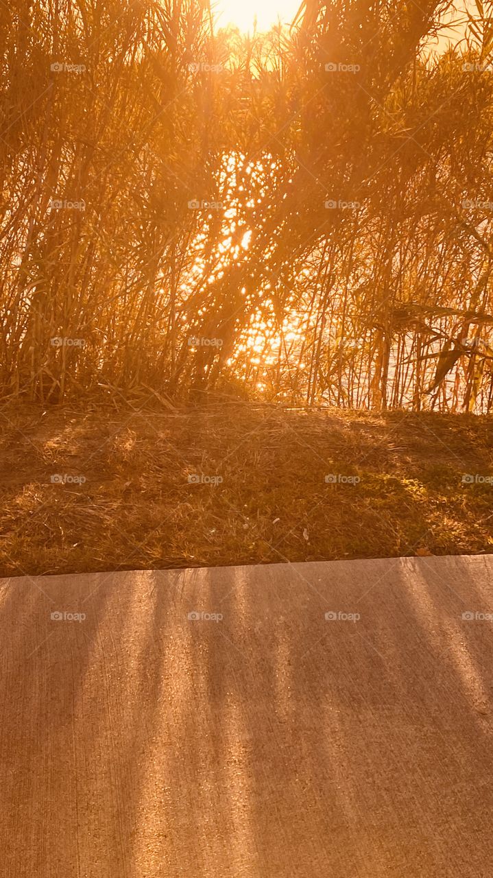 After 3 days of clouds I am finally describing another Beautiful sun filtered through cat tails. 