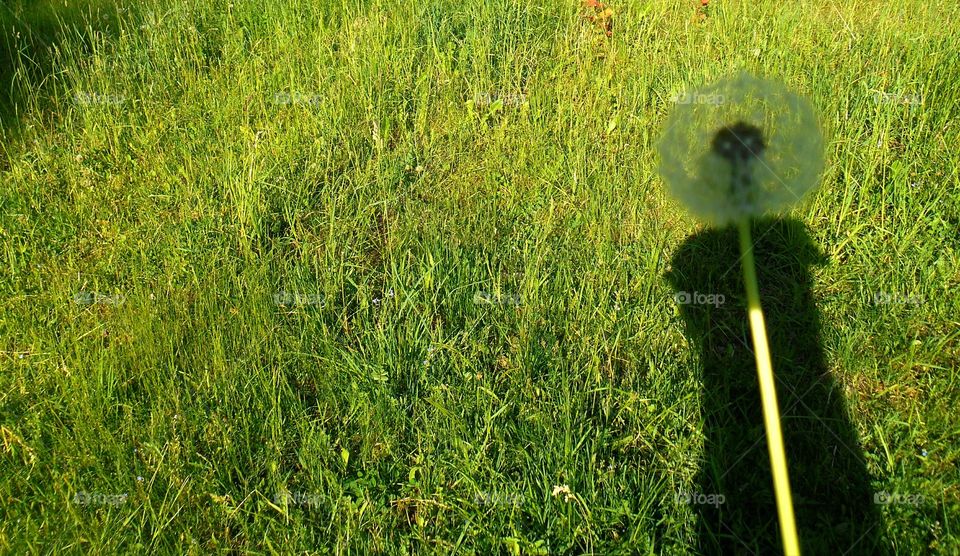 Grass, Hayfield, Lawn, Field, Nature