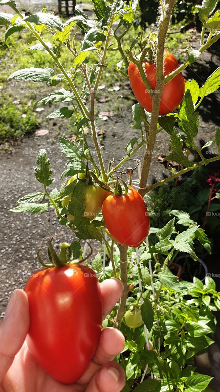 home garden, healthier and more beautiful tomatoes, rich in flavor and color.