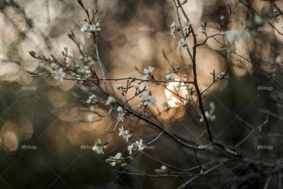 Cherry blossom tree at sunset