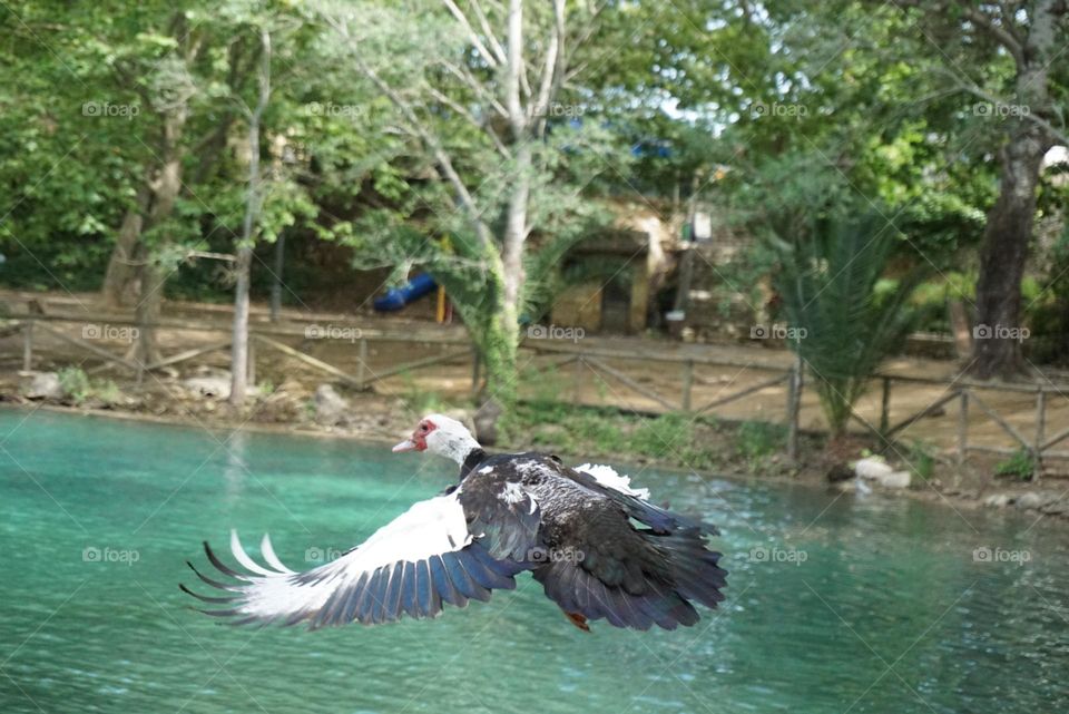 Bird#fly#lake#trees