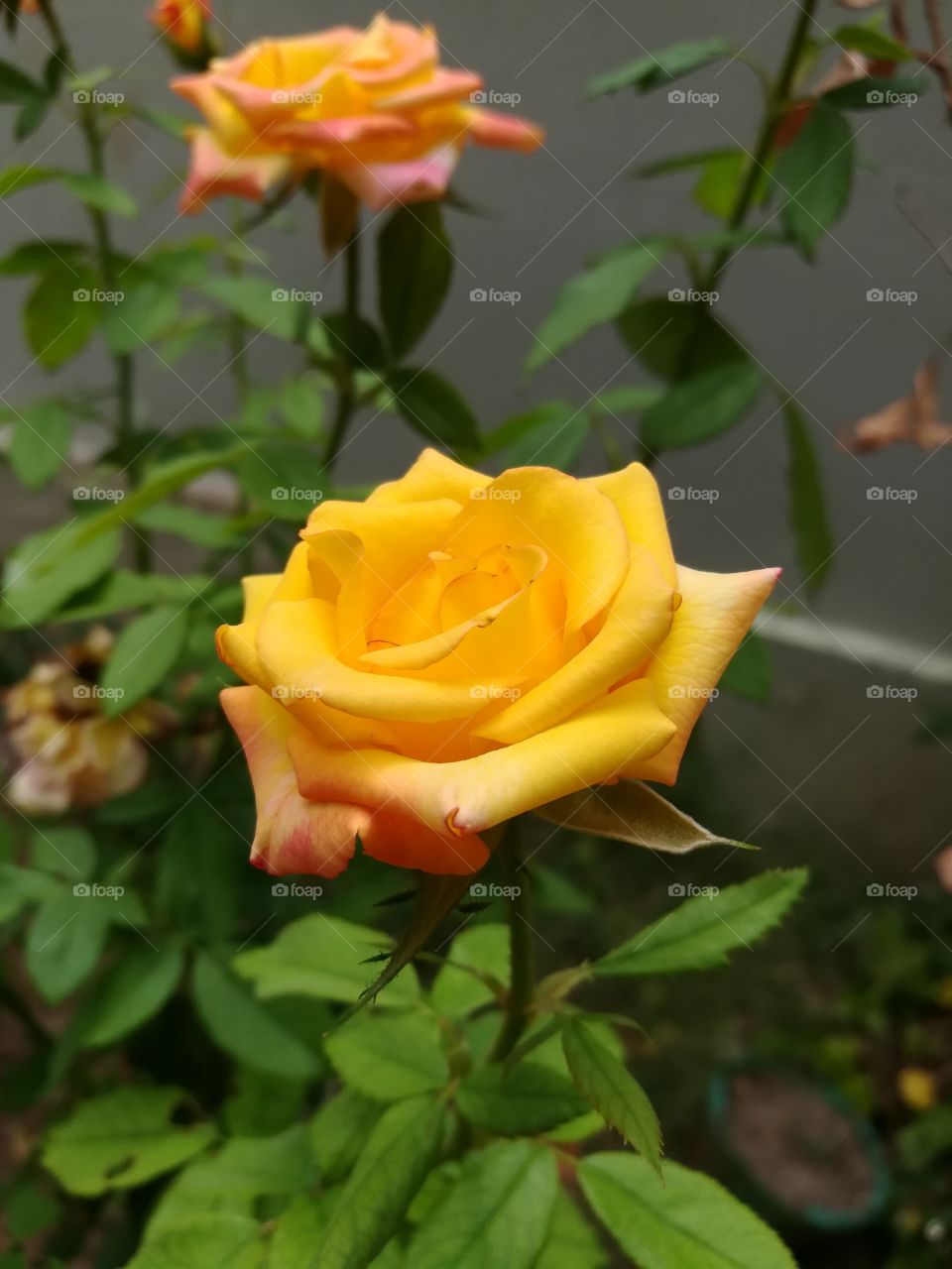 yellow rose