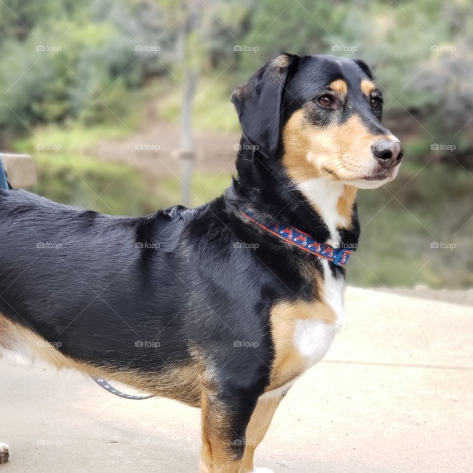 Dog gazing at Lake