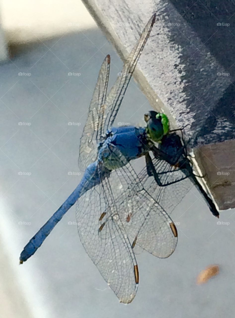 Carnivorous . Dragonfly enjoying dragonfly for lunch 