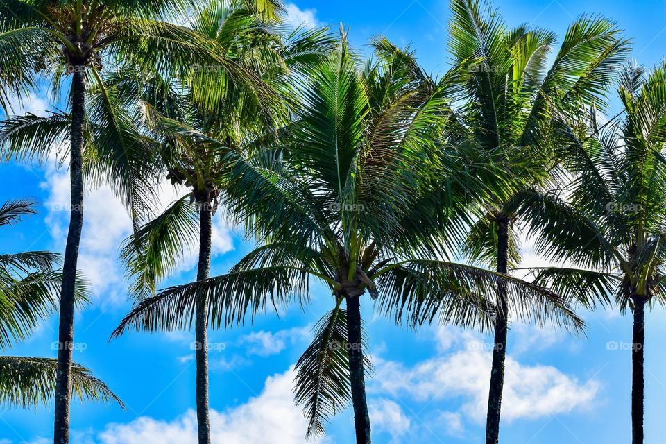 Blue skies and palm trees catching the trade wind breezes on the Big Island of Hawaii