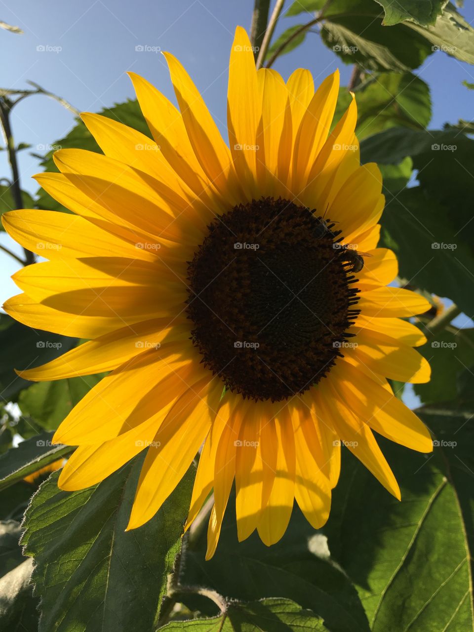 Sunflower in evening sun