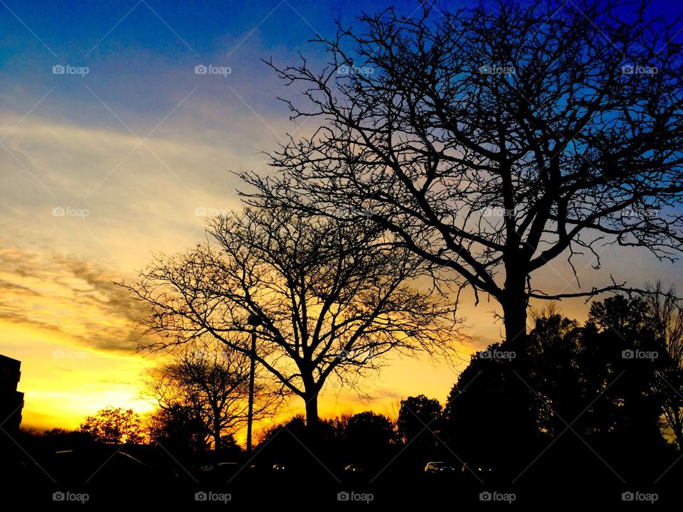 Trees at Sunset