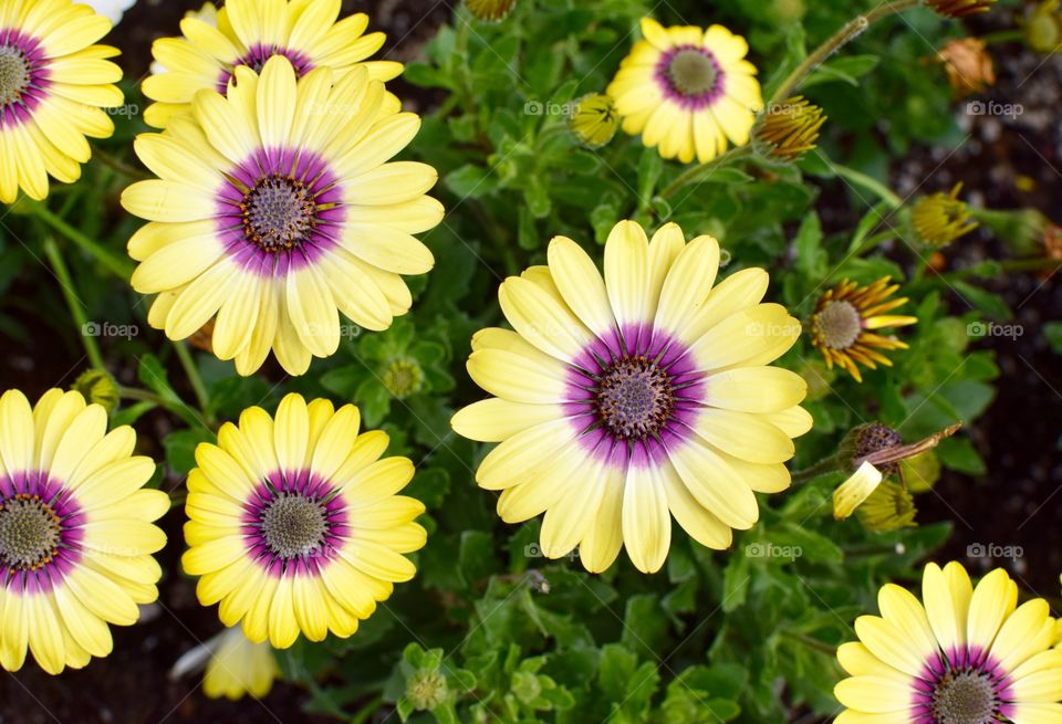 Daisies in the colors of royalty 