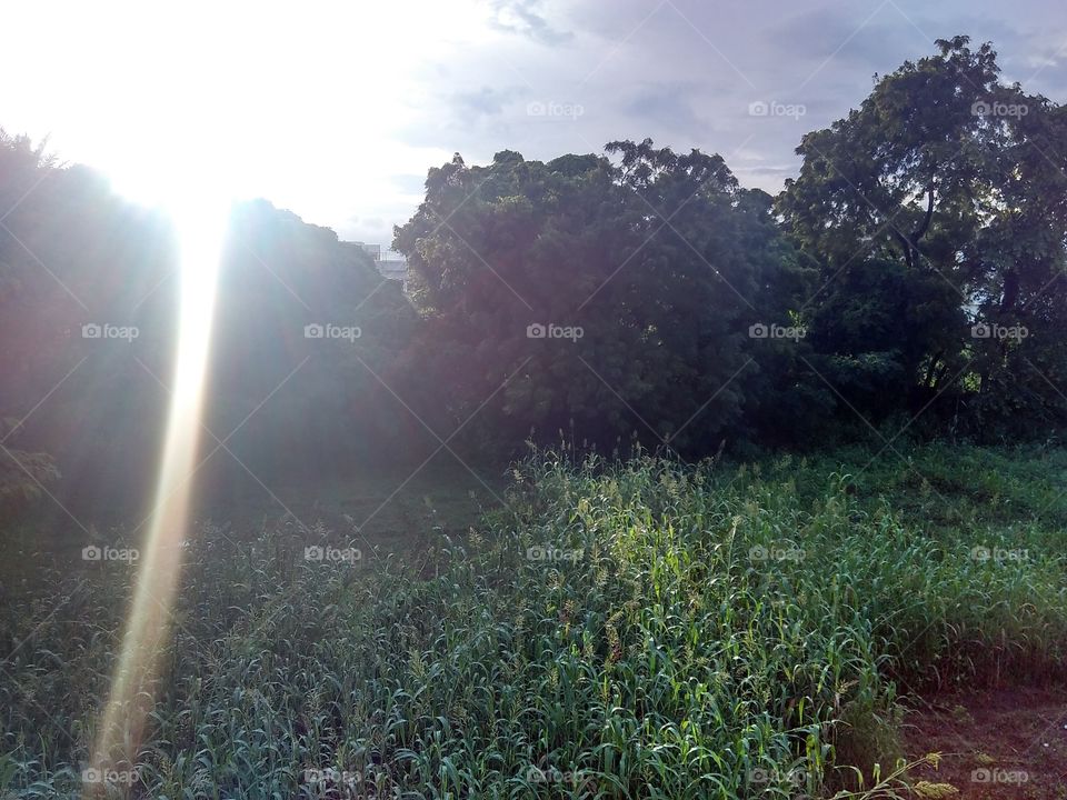 A summer scene picture of a farm.