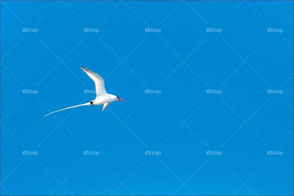 Red-billed Tropicbird in flight 