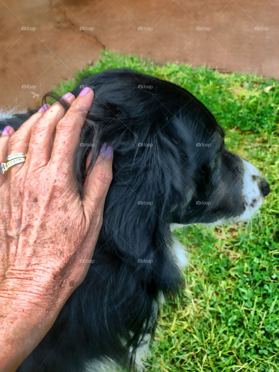 Liver spots and wrinkled woman's hands petting border collie sheepdog. 