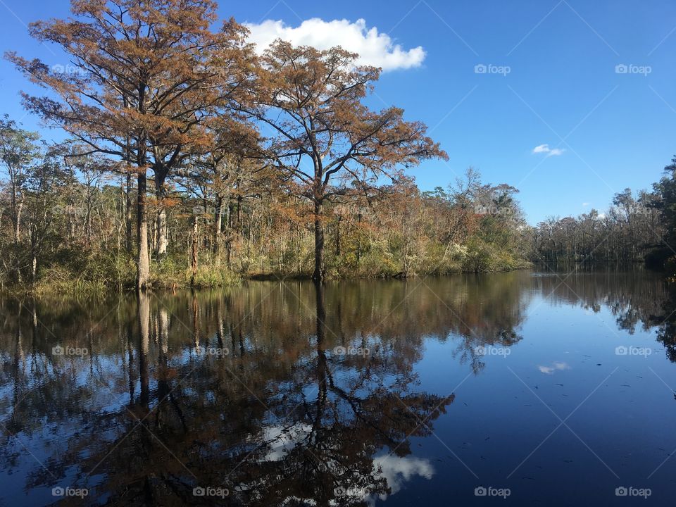 Trees Reflecting in the Creek, Fall 2016