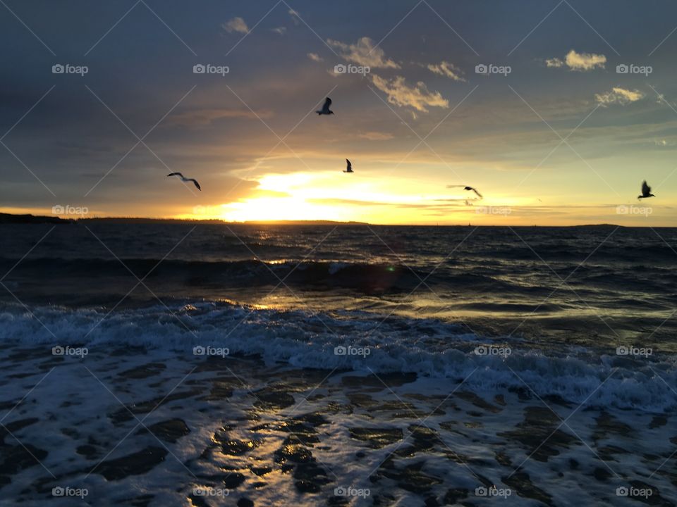Birds , sunrise and waves , all on Willows Beach