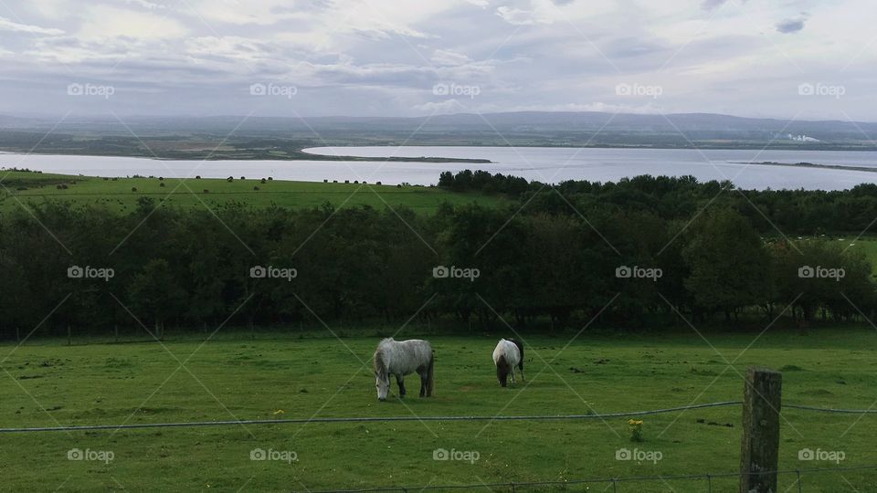Ponies in the Black Isle, Scotland. 