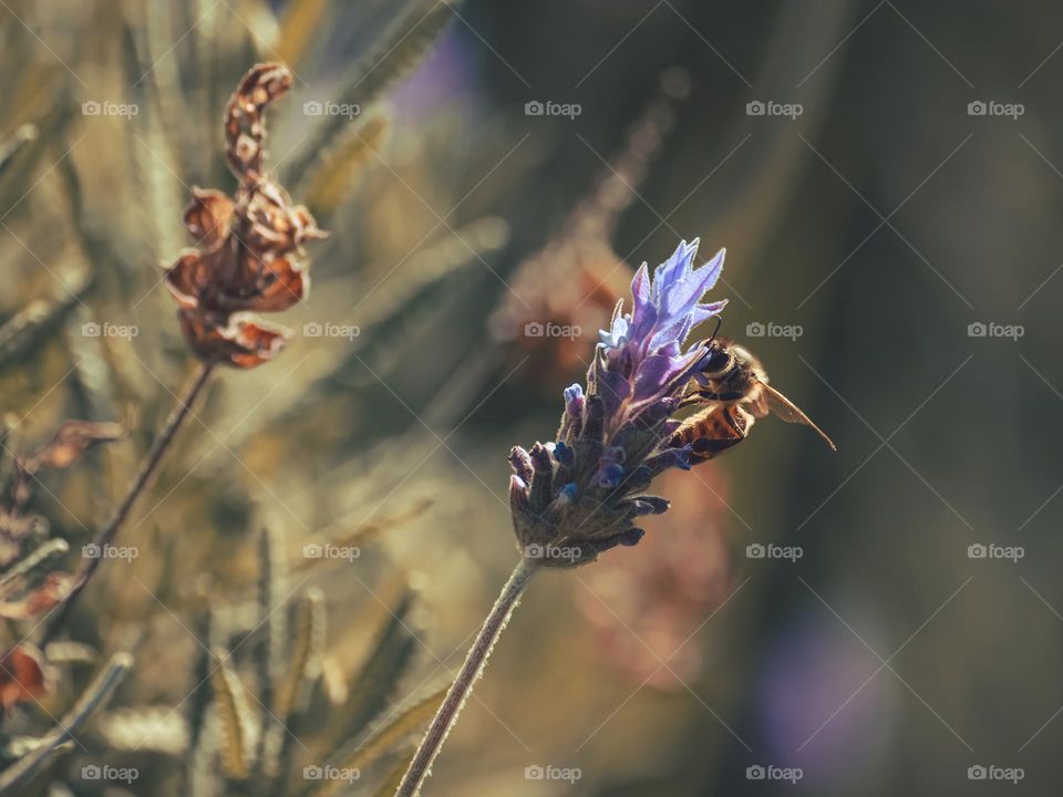 Bee sucking nectar and pollinating lavander flower