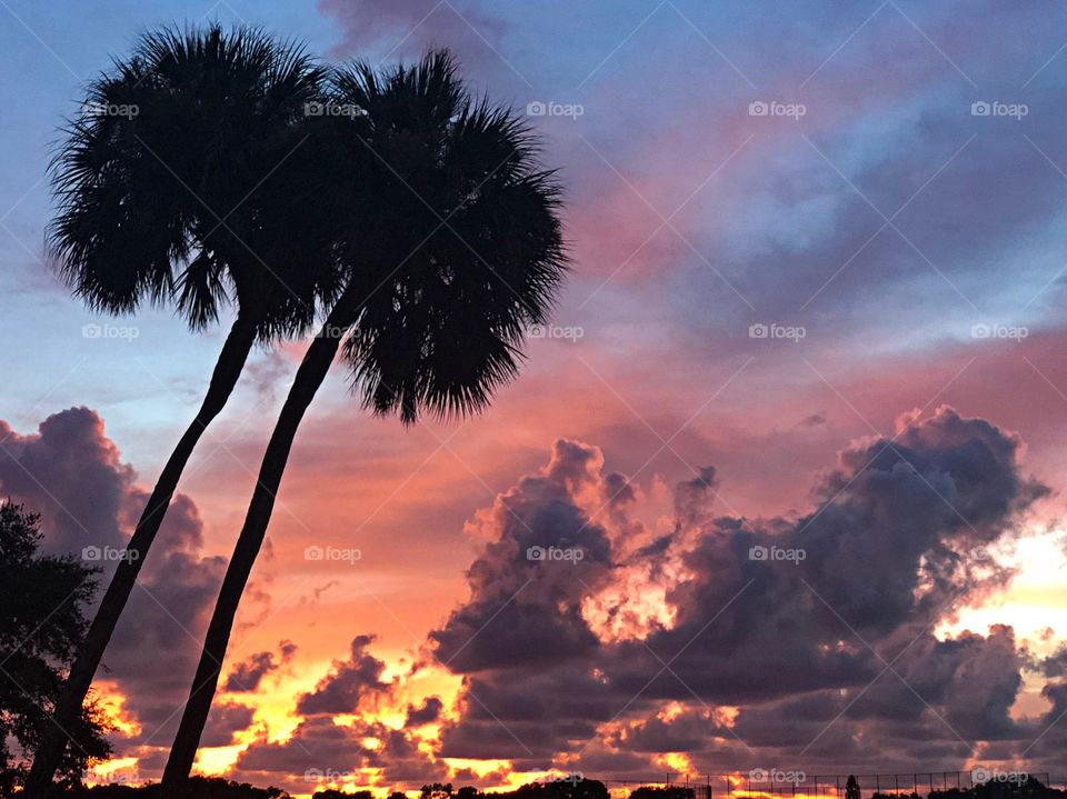 Florida palm tree sunset