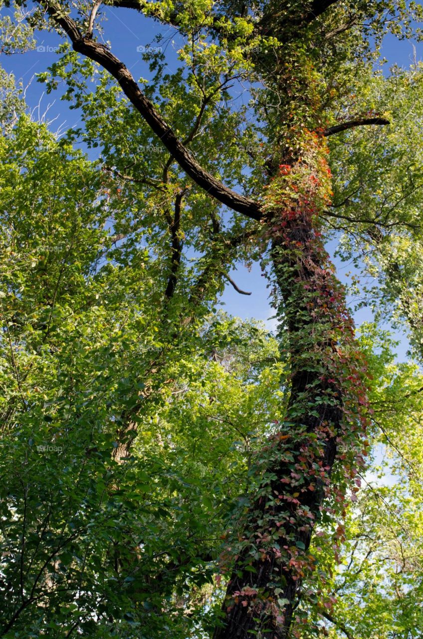 Tree ivy