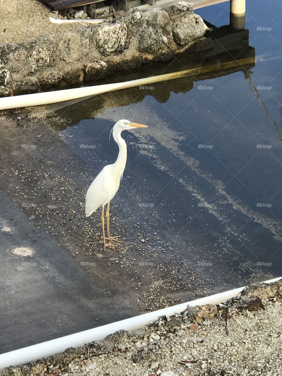 Egret in the Florida Keys 