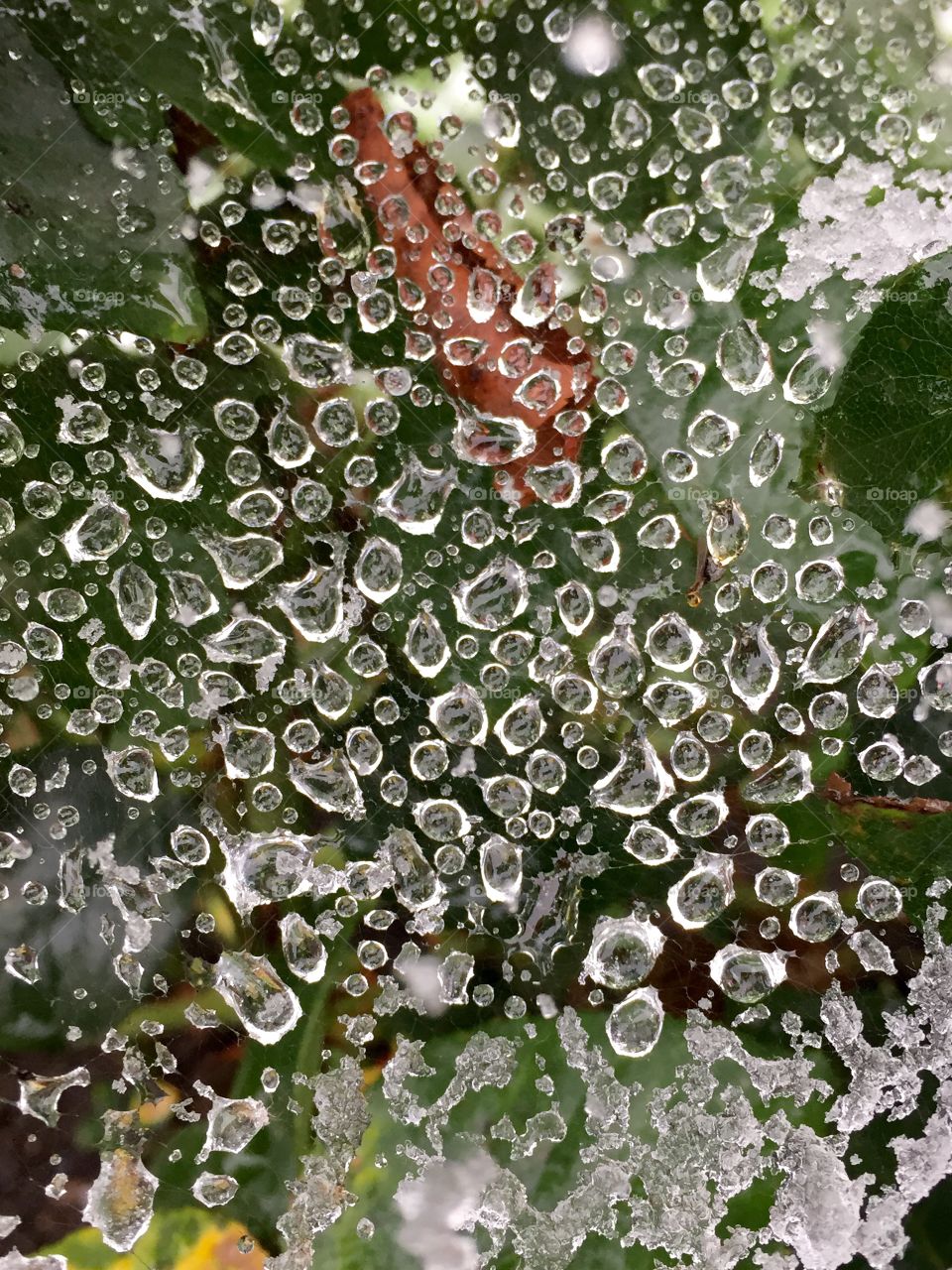 Frozen water droplets