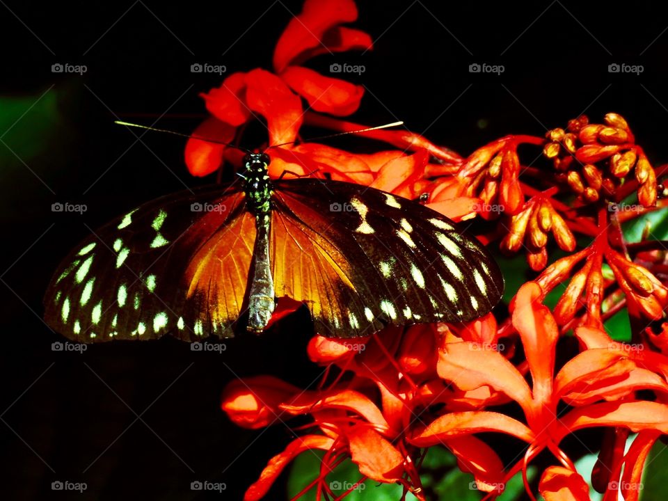 Orange Is The New Black 