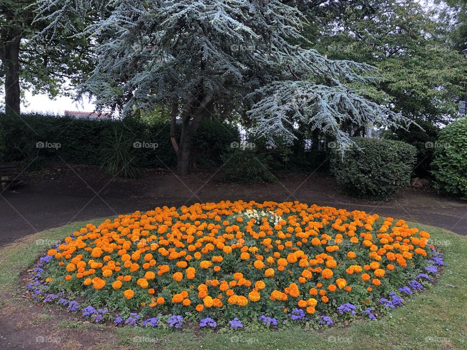 A series of beautiful flower beds to be found at Victoria Park, Bideford. The colors are terrific.