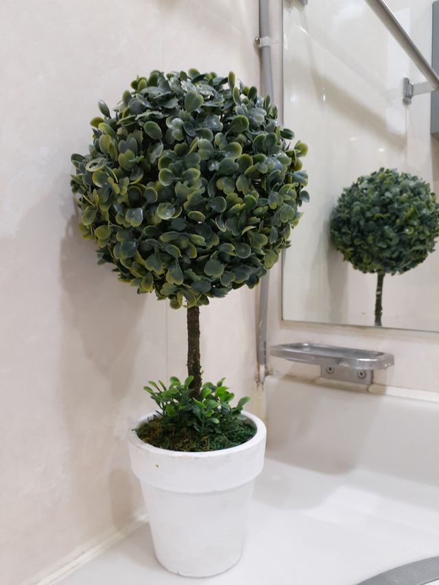 portrait of a plant