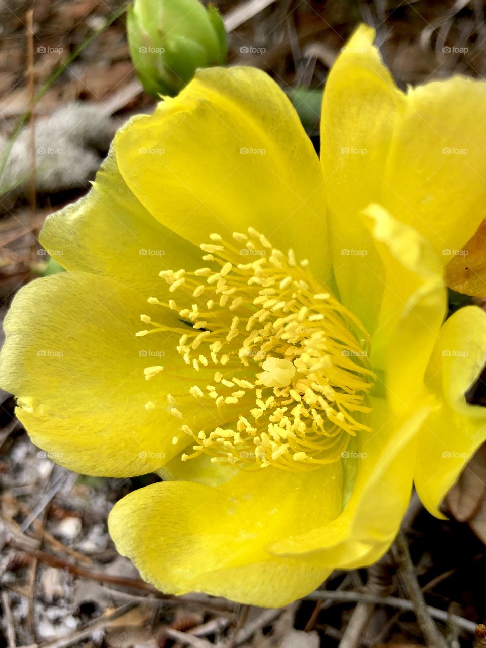 Closeup of prickly pear blossom 