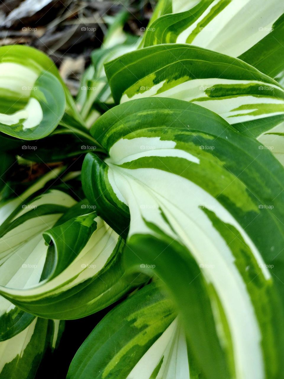 Closeup of a elegant green and creamy white leaves on a beautiful plant in nature