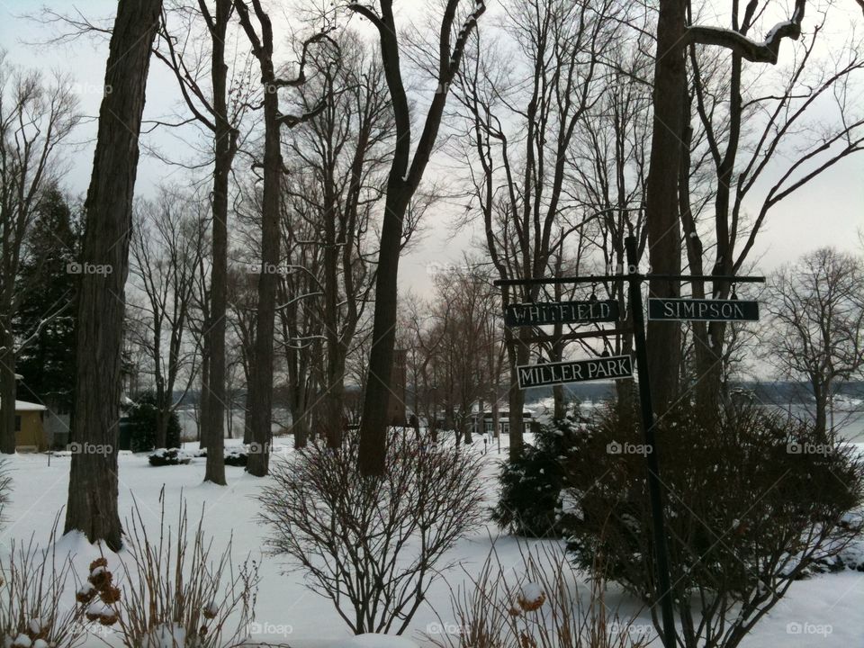 Tree, Winter, Landscape, Snow, Weather