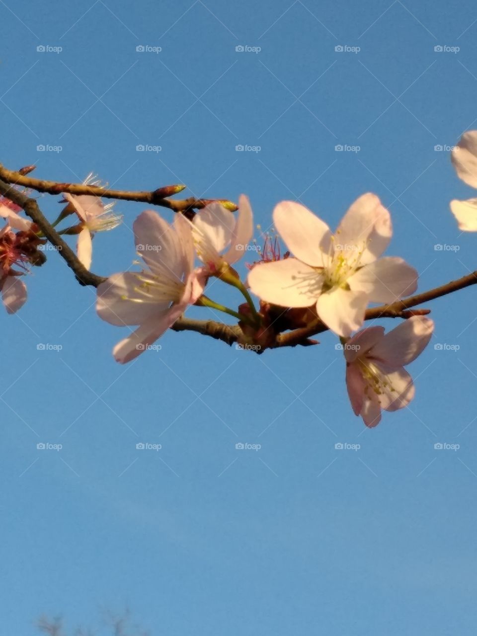 Blossoms in the Sky