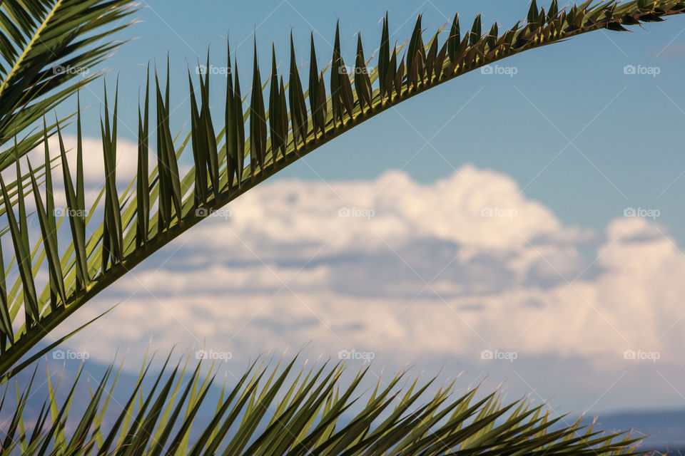 Besutiful view of palm leaves against blue sky 