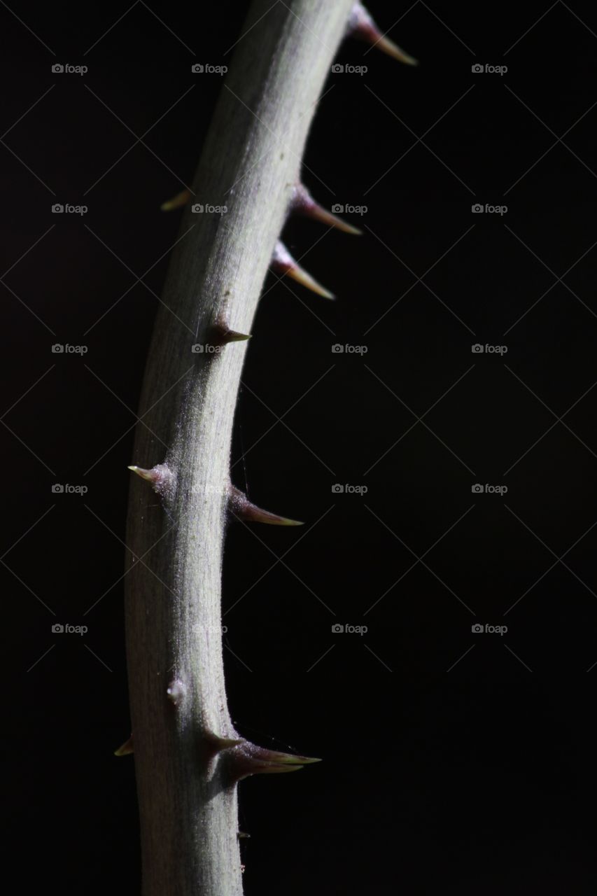 Spiked branch