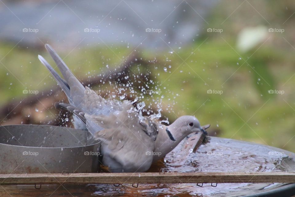 A wood pigeon bathes in the splashing water of a puddle and