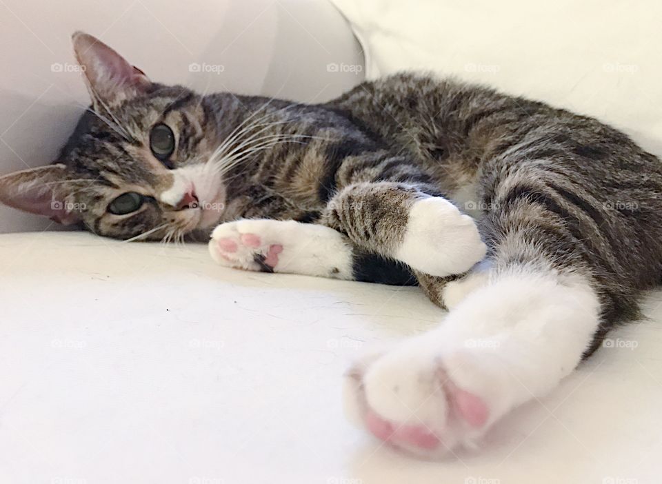 Cute grey cat on the sofa 