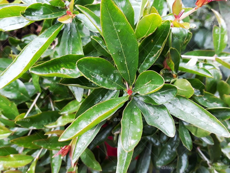 Wonderful Pomegranate plant blooming beautifully