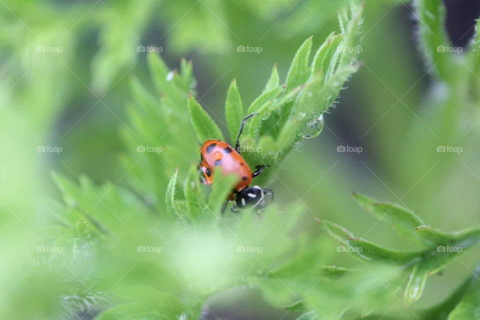 Ladybug on green leaf