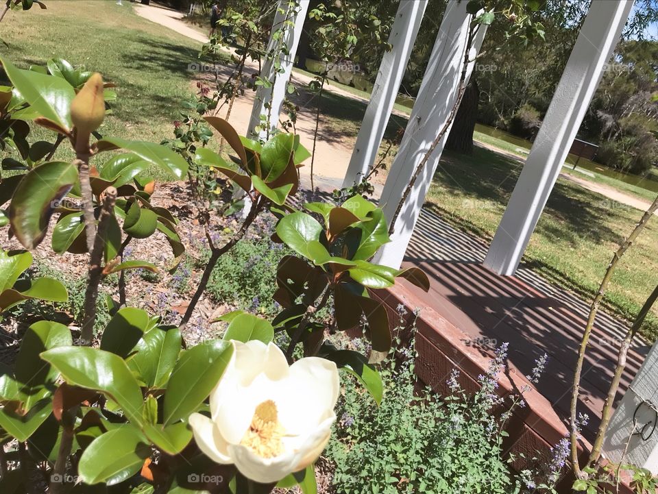 Magnolia Teddy Bears flower at Mentone Park Melbourne Australia 