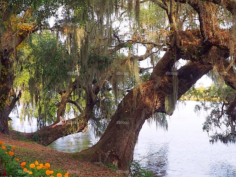 Hanging over the Ashley