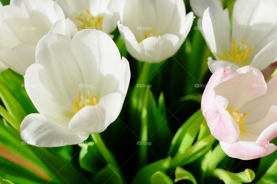 A flower bouquet of white and pink tulips