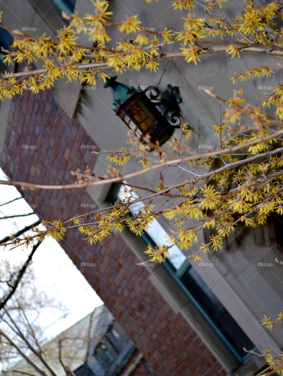 Michigan State University