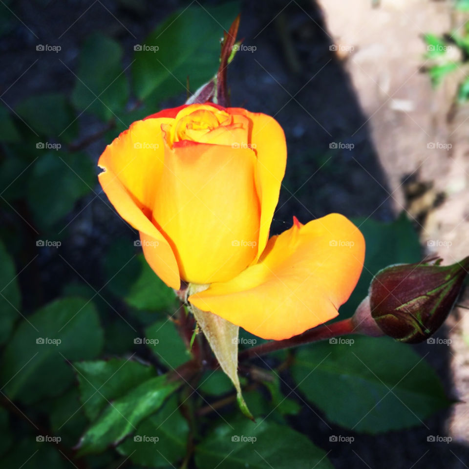 🌺Fim de #cooper!
Suado, cansado e feliz, alongando e curtindo a beleza das #flores.
🏁 🙆‍♂️ 
#corrida #treino #flor #flower #flowers #pétalas #pétala #jardim #jardinagem #garden #flora #run #running #esporte #alongamento