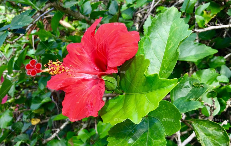 Hibiscus rosa-sinensis - the flowers only last one day, but since they do not need to be placed in water, they are a popular choice for wearing in your hair here in Hawaii.